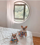 Cr. Alien_nova.thechihuahua